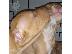 PoulaTo: Abkc Ch Γραμμή ποιότητας American Bully Puppies